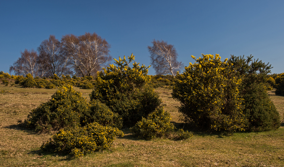 Spring Silver Birch and Gorse,  West Wellow Common 1
